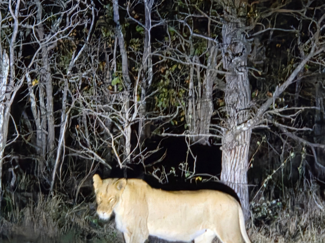 African Safari Group-开普敦必去景点