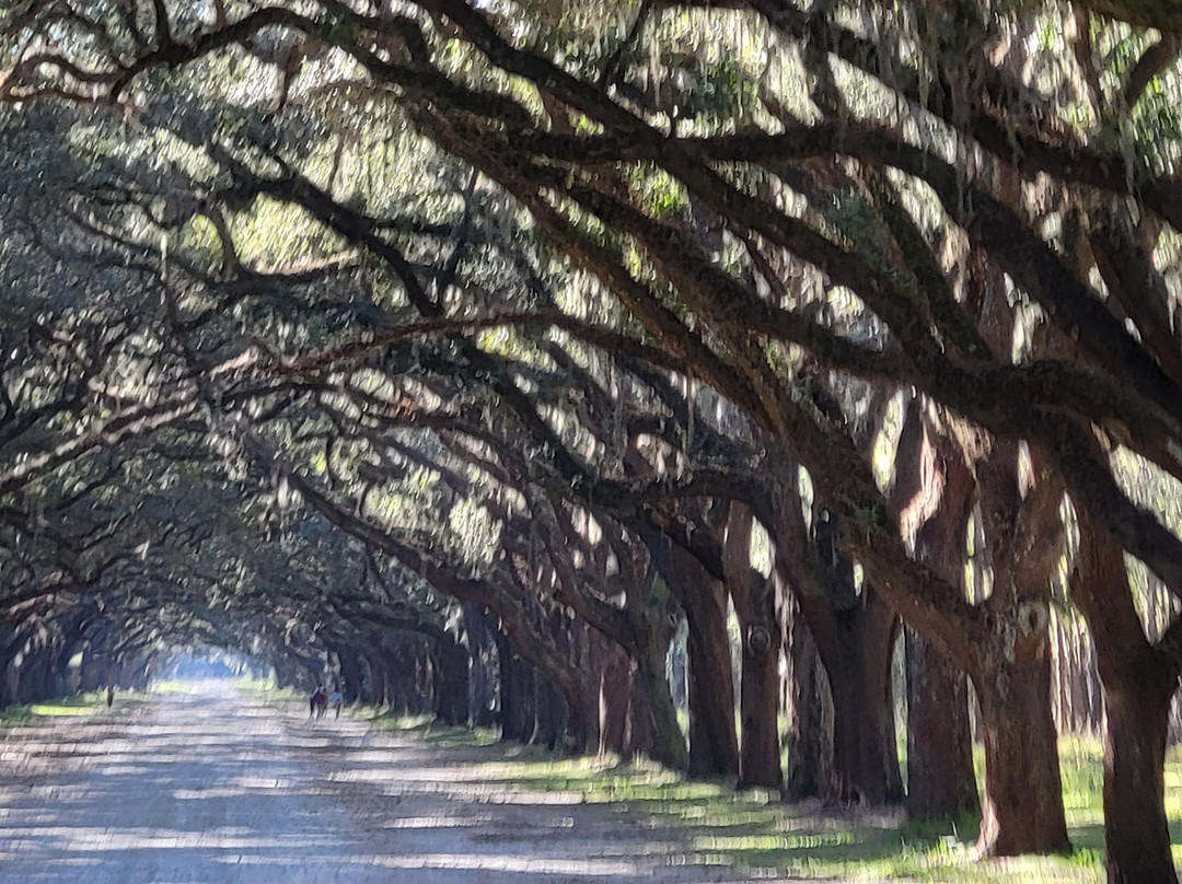 Wormsloe Historic Site-萨凡纳必去景点