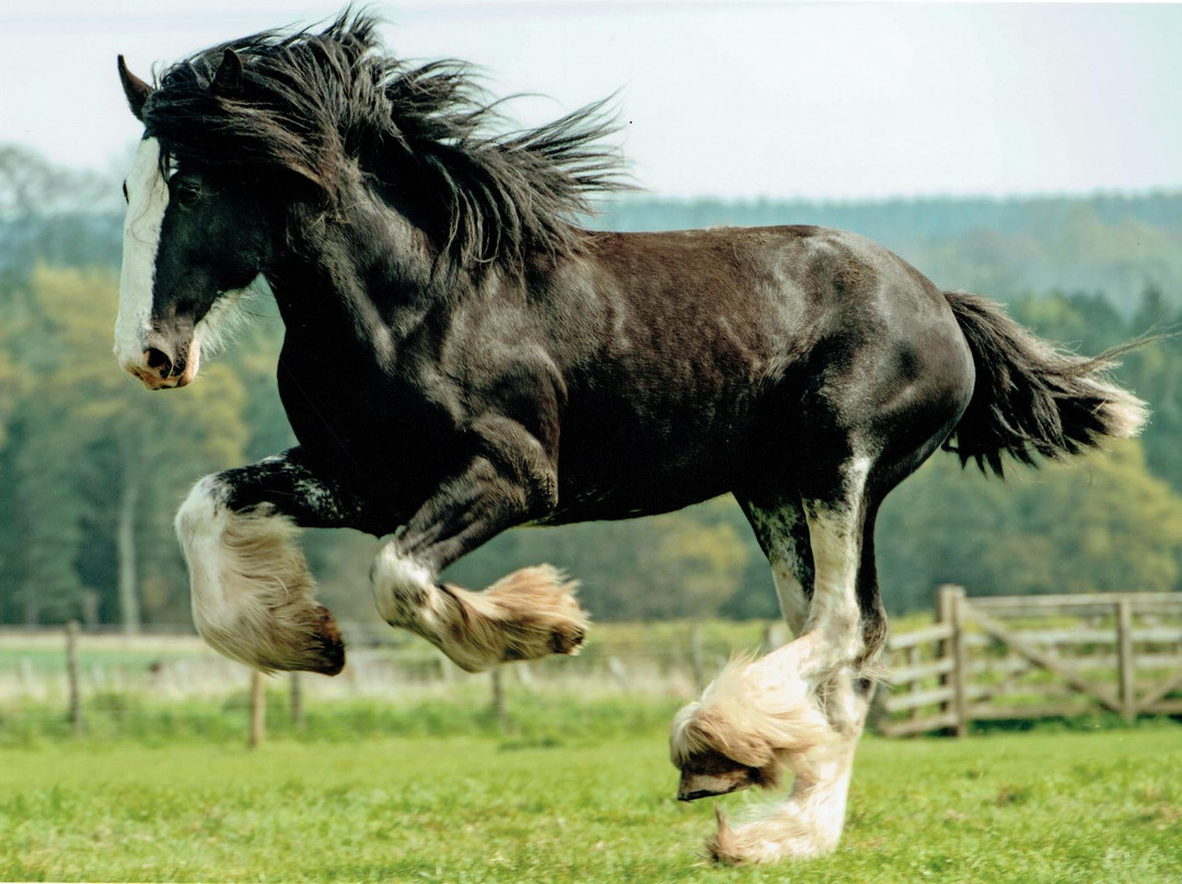 Hay Farm Heavy Horse Centre-特威德河畔贝里克必去景点