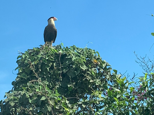 Porto Jofre Pantanal