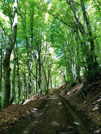 Via dei Monti Lariani-切尔诺比奥必去景点