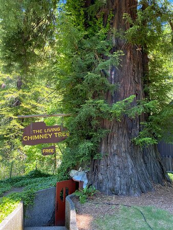 World Famous Tree House景点图片