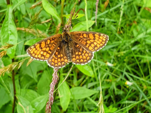 Wilder Kent Safaris: Wilder Blean-坎特伯雷必去景点