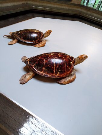 Hachijo Visitor Center-八丈町必去景点