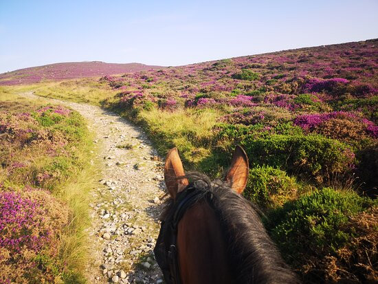 Snowdonia Riding Stables景点图片