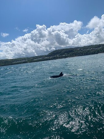 SeaMor Dolphin Watching Boat Trip景点图片