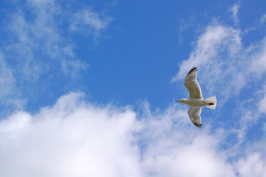 Ballycotton Island Lighthouse Tours景点图片