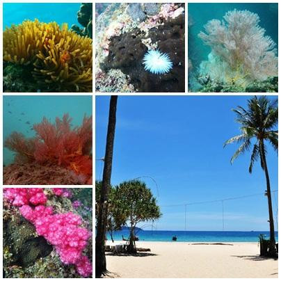 Koh Mook Homestay Tour - Day Tours景点图片