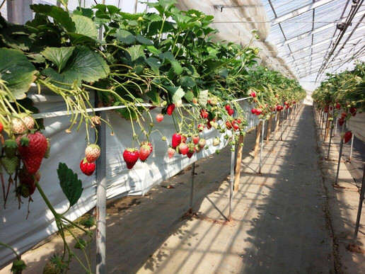 JA Miyagiwatari Yoshida Kanko Strawberry Farm-亘理町必去景点