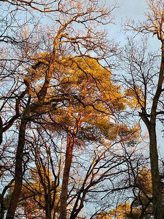 Forêt De Barbizon景点图片