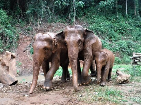 Toto's Elephant Sanctuary-清迈必去景点