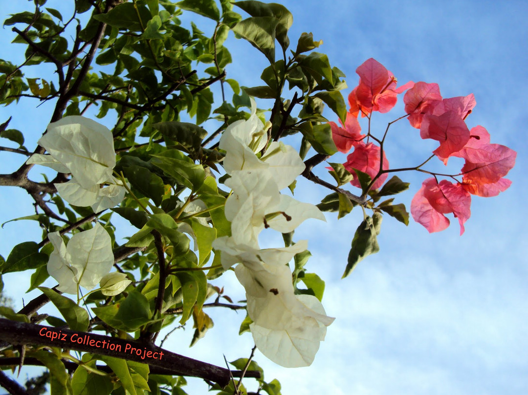 Hortus Botanicus景点图片