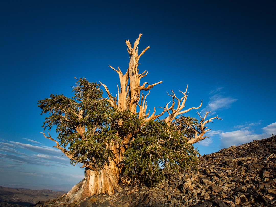 狐尾松古森林-毕晓普必去景点