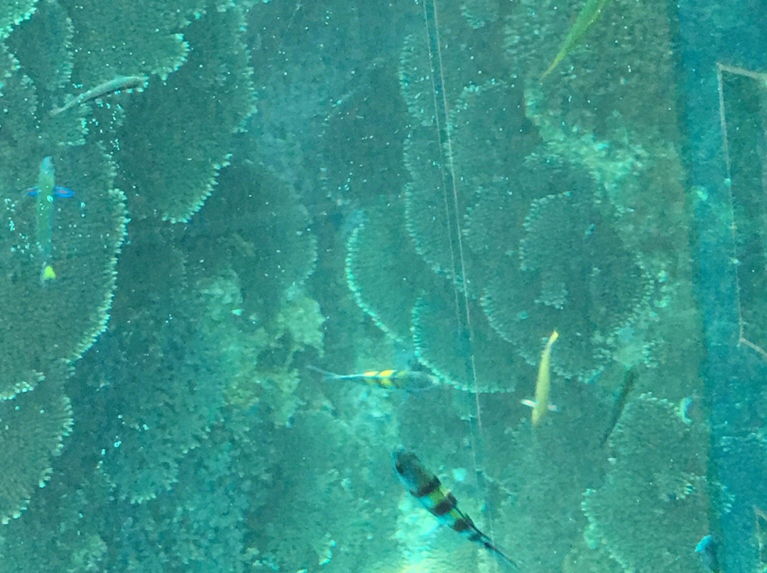 Tatsukushi Pleasure Boat-土佐清水市必去景点