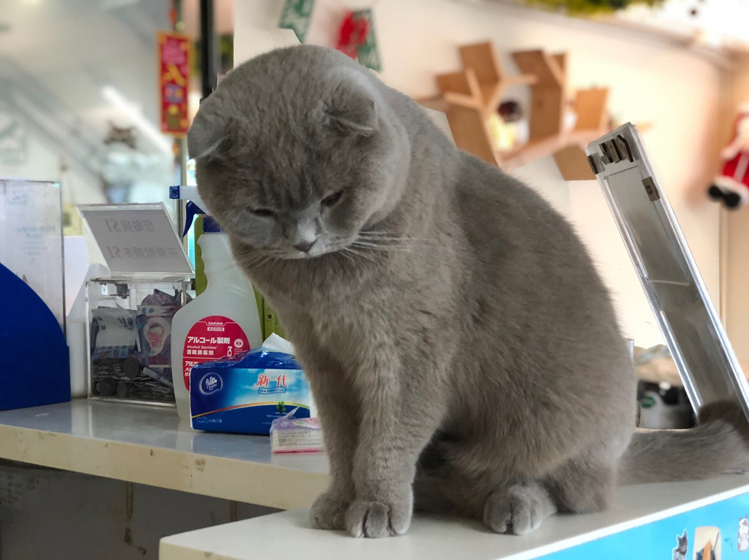 猫之茶房