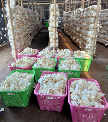 Jamur Menoreh Borobudur