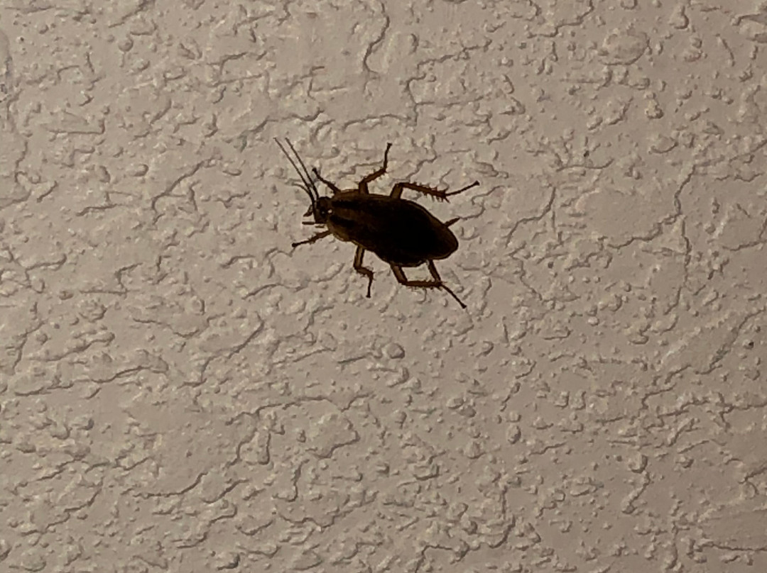 Quality Inn Dundee主图