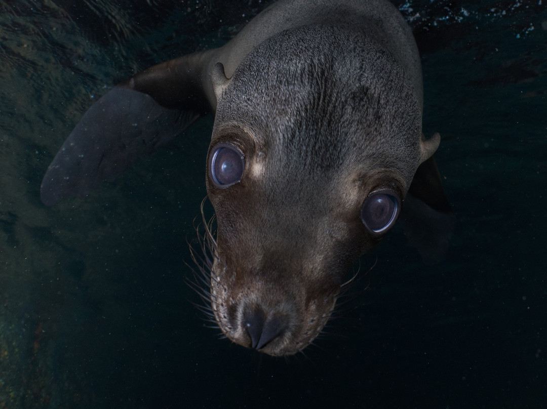 The Dive Gurus-拉巴斯必去景点