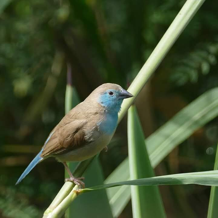 Obo National Park-圣多美必去景点