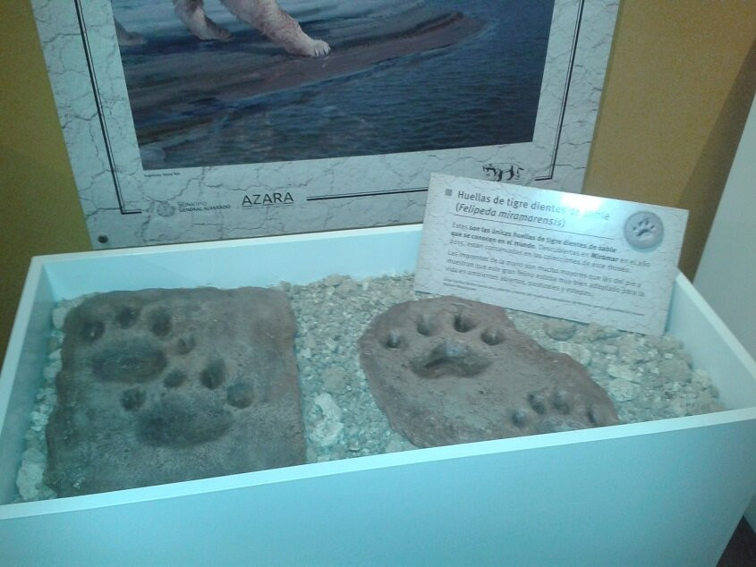 Museo de Ciencias Naturales de Miramar景点图片