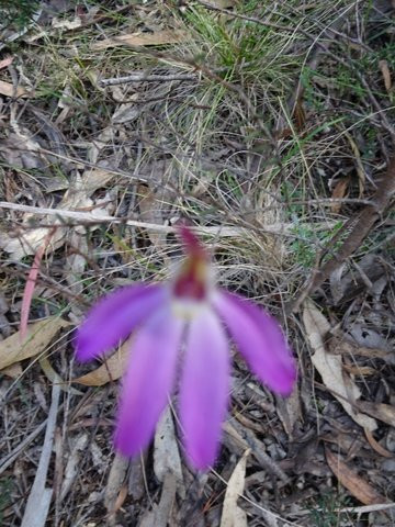 Henry Somerset Orchid Reserve景点图片