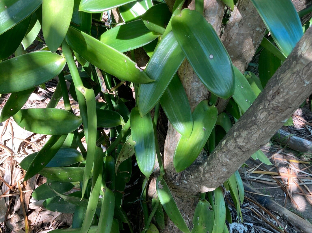 La Vanilleraie de Fety-Pointe-Noire必去景点