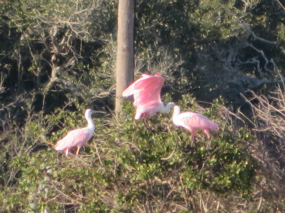 The Big Tree-罗克波特必去景点