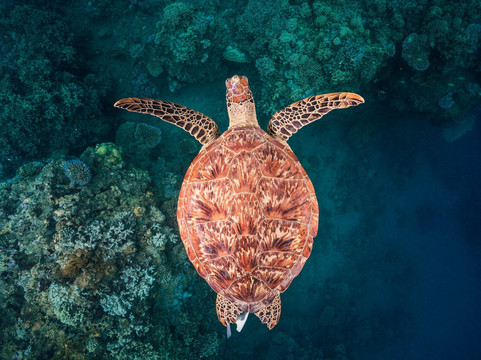 Diving Yucatan-Mahahual必去景点