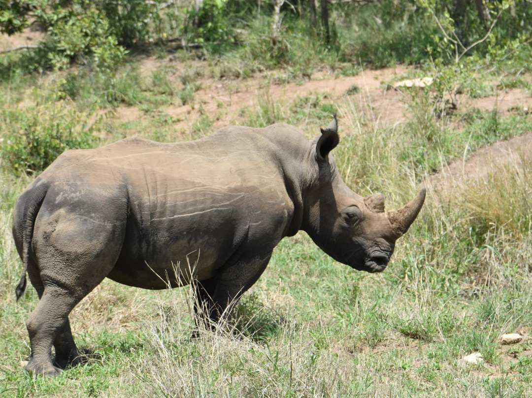 Wild Photo Africa Safaris-尼斯普鲁特必去景点
