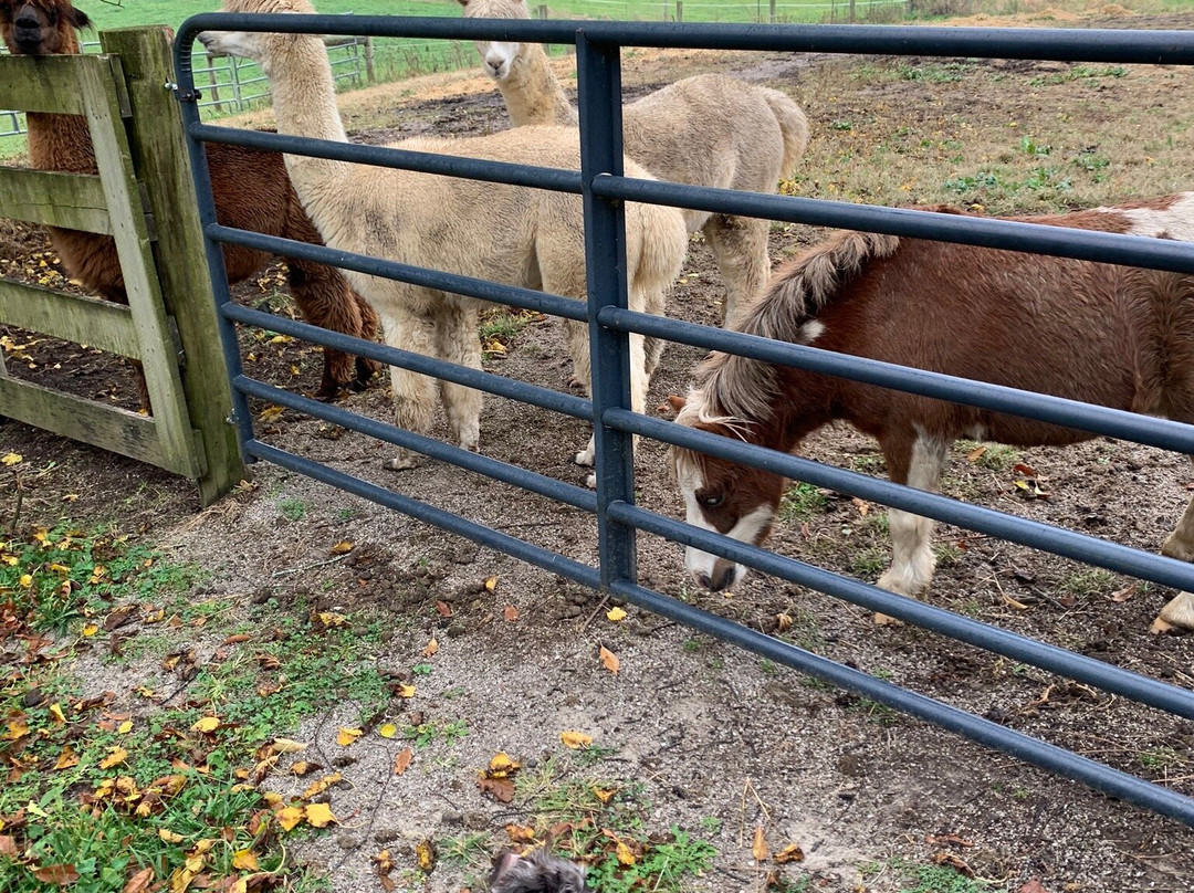 Heartland Country Resort & Lodge主图