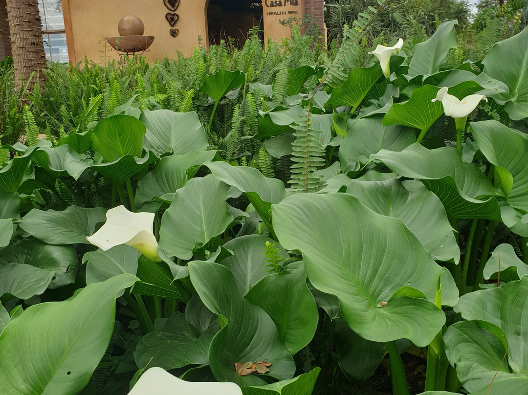 Casa Mia Health Spa and Guesthouse主图