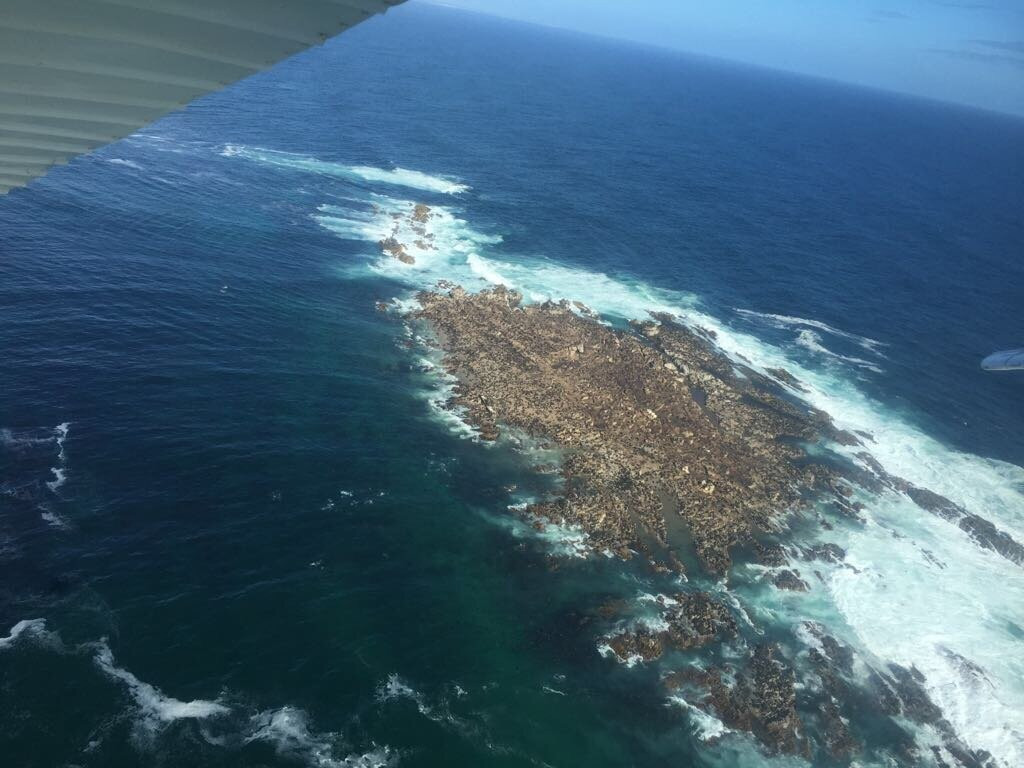 Seal Island-西开普必去景点