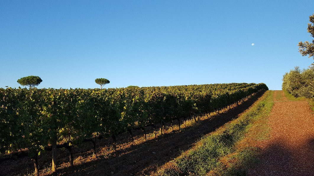 Tenuta Poggio Rosso景点图片