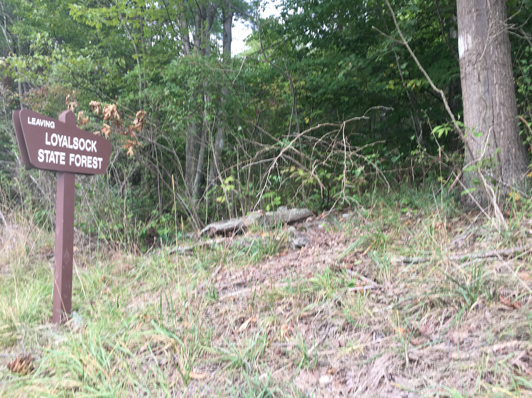 Loyalsock State Forest景点图片