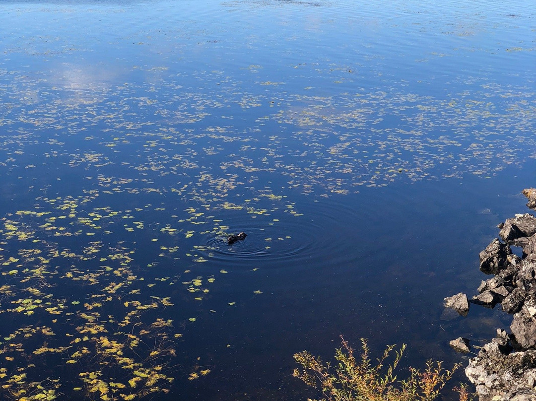 兴安杜鹃湖-阿尔山市必去景点