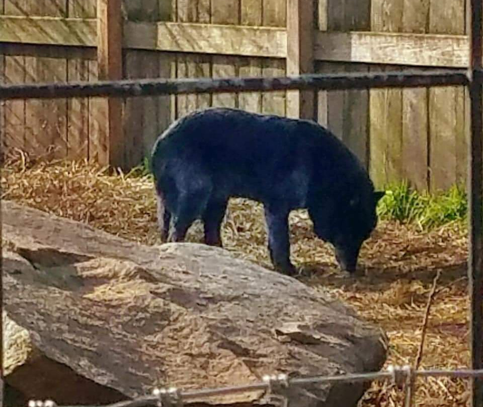 Log Cabin Lodge and Suites主图