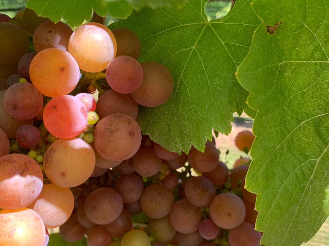 Island Time Tours-维多利亚必去景点