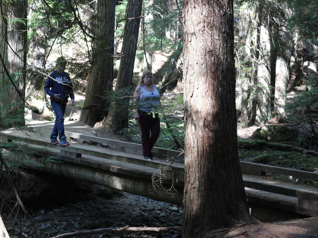 Ross Creek Cedar Grove Scenic Area景点图片
