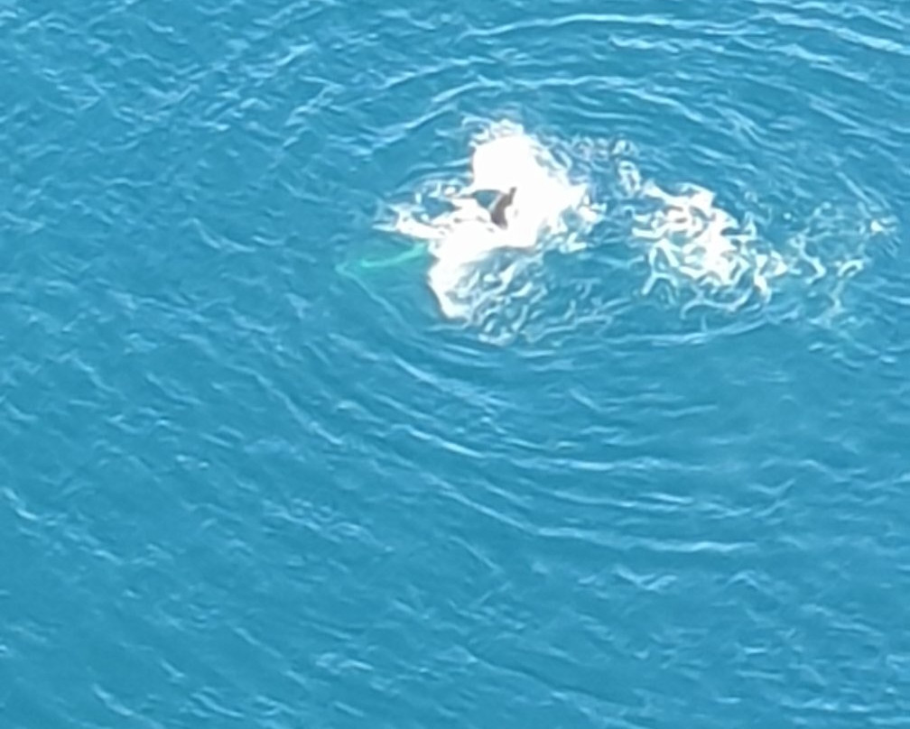 Wings Over Whales景点图片