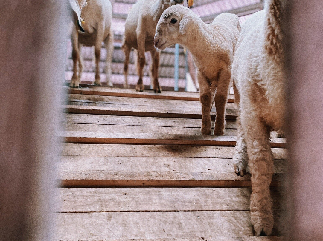 Dok Krai Reservoir-匹他那尼可必去景点