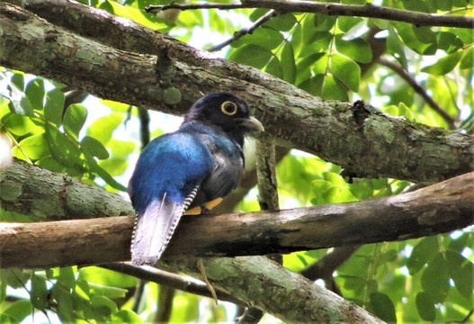 Avifauna Tours-西班牙港必去景点