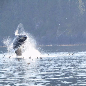 Kodiak Scenic Tours-Kodiak必去景点