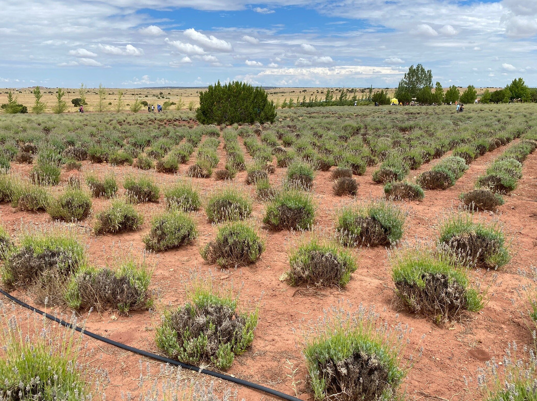 Eagar旅游景点-Red Rock Lavender Farm