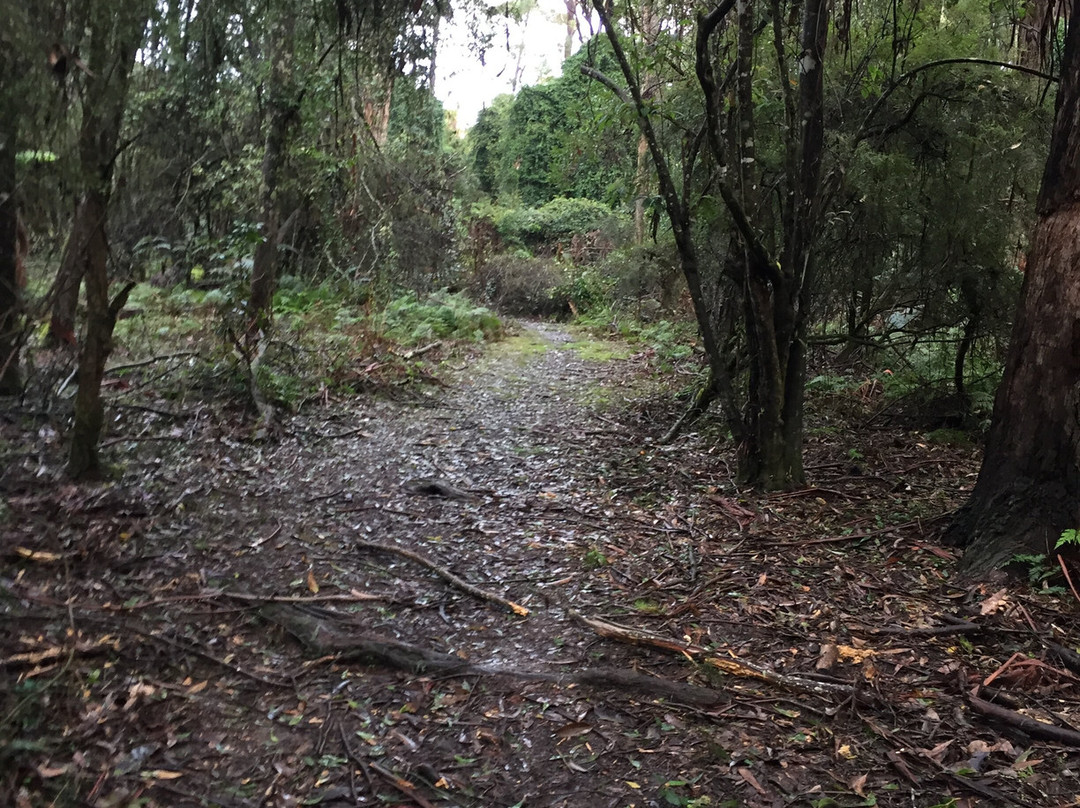 Cabbage Tree Creek Flora Reserve景点图片