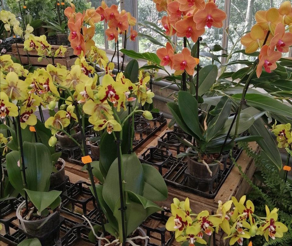 Currlin Orchideen, die Erlebnisgärtnerei景点图片