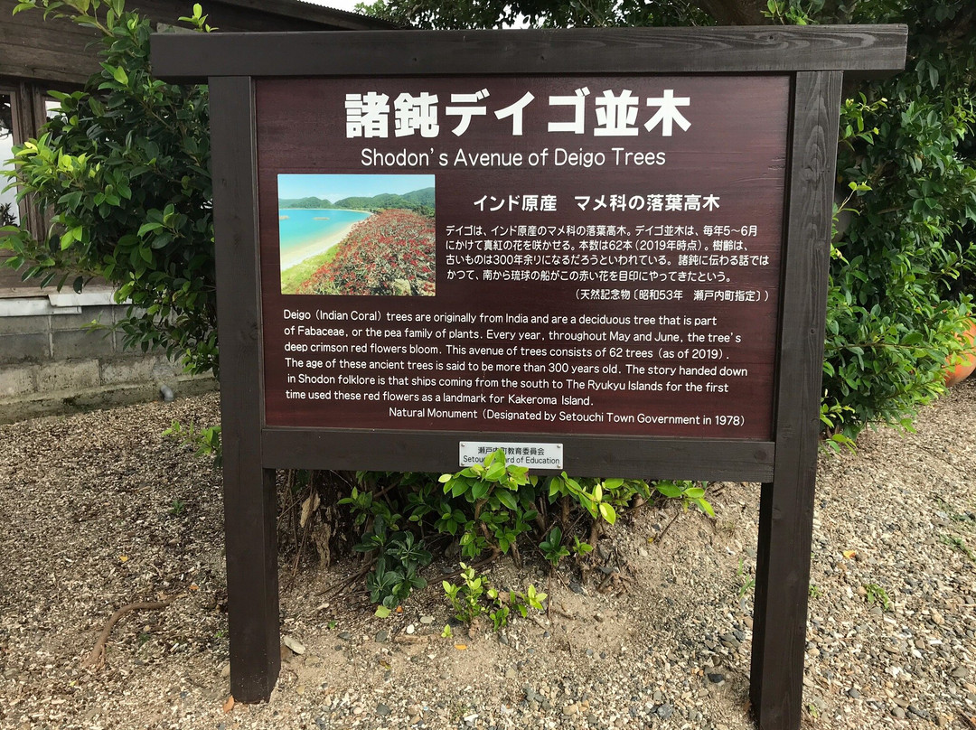 Shodon Deigo Trees景点图片