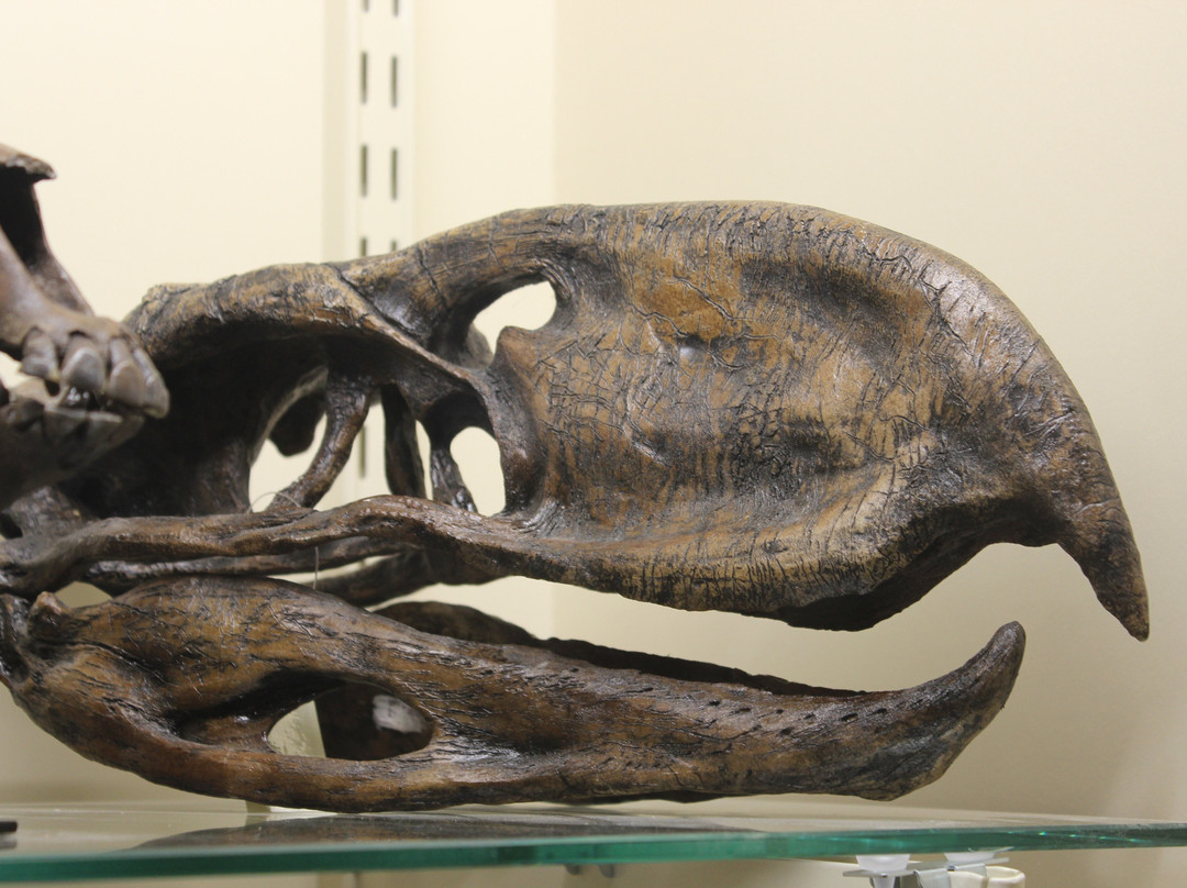 World Fossil Finder Museum