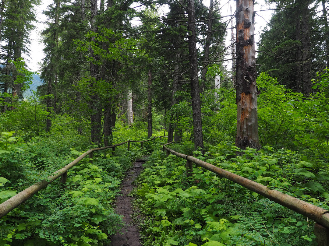 Ancient Cottonwood-弗尼必去景点