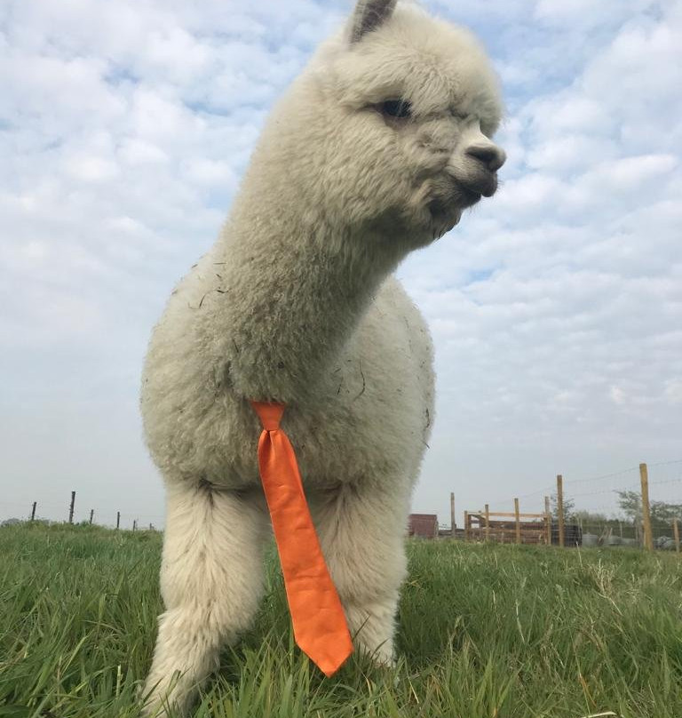 Alpaca Eco Farm景点图片