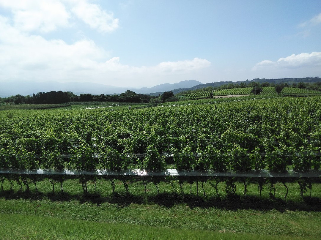 Nakaizu Winery Chateau T. S-伊豆市必去景点